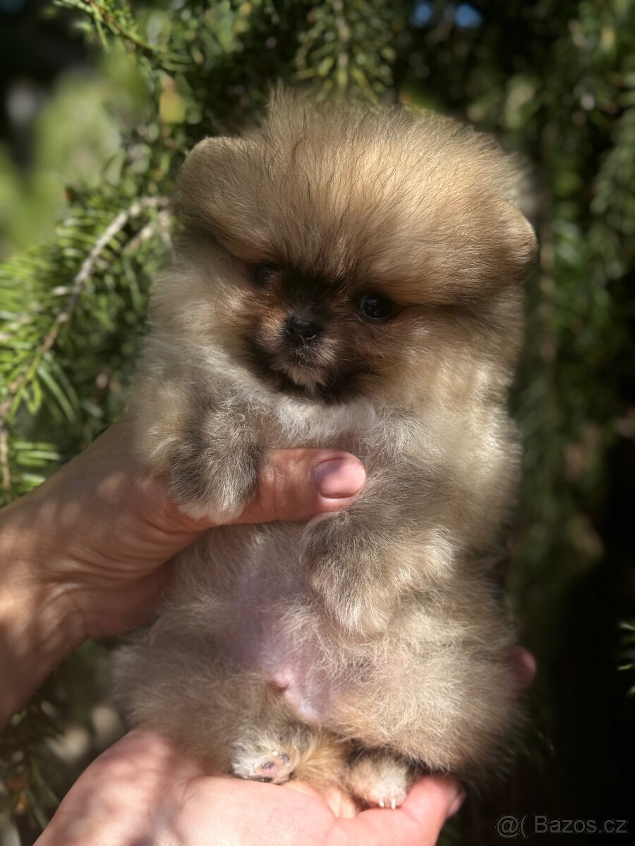 Pomeranain super Mini chlapečky PP FCI