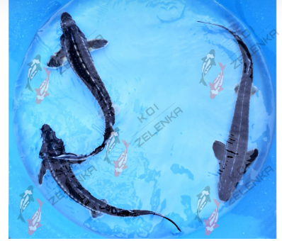 koi kapr, jeseter, karas, veslonos
