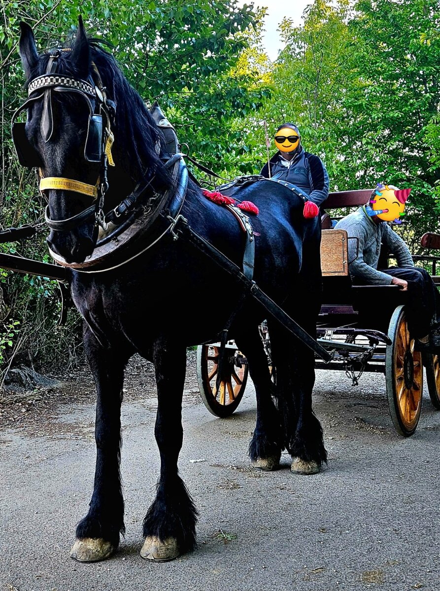 Predám krásnu kobylu originál F R I S , originál papiere