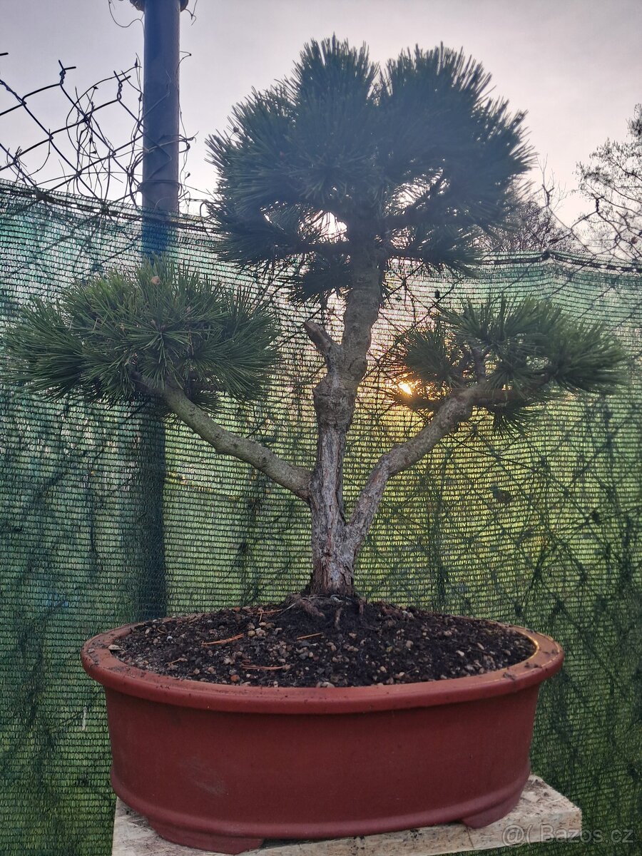 Bonsai,bonsaj Borovice