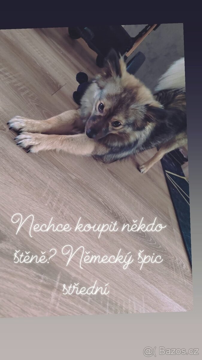 Prodám štěně