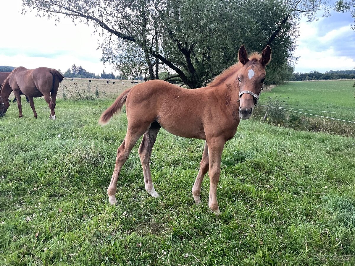 Letošní hřebeček ČT po Aristo Z