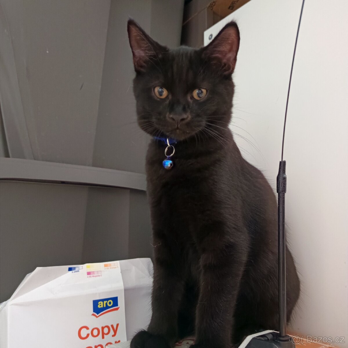 Koťátka britská modrá x mainská mývalí