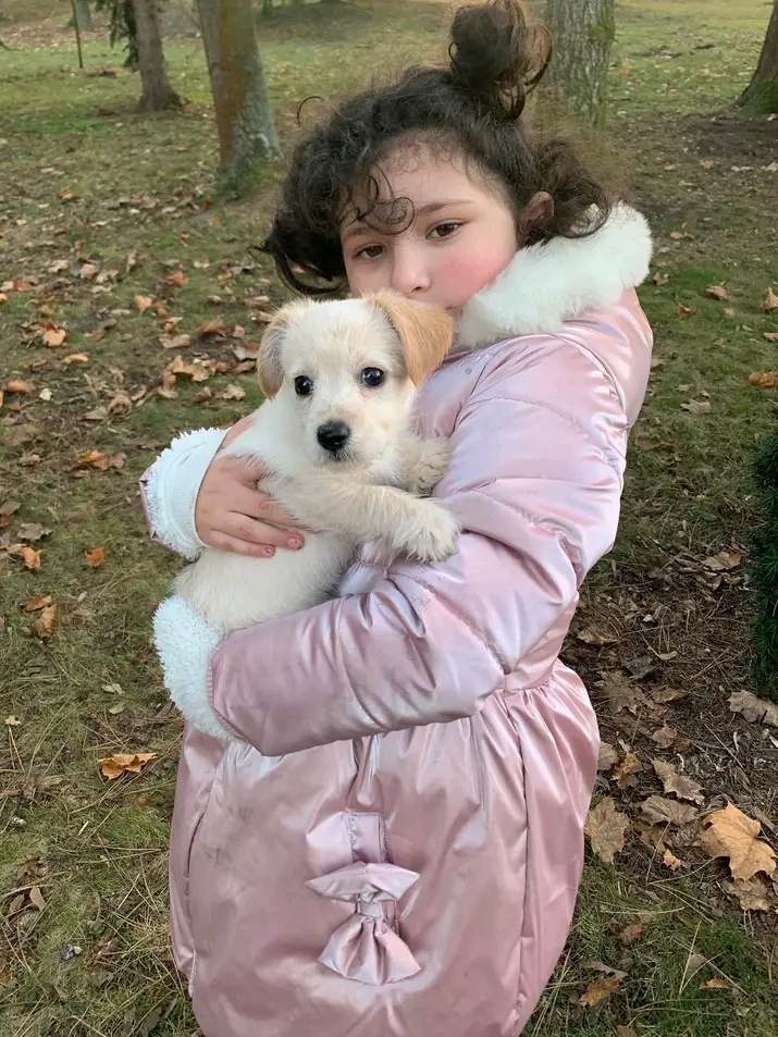 Zlaty retriever / jack Russell
