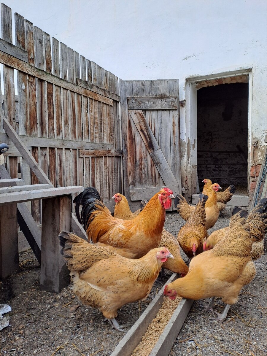 Násadová vejce Šumavanek