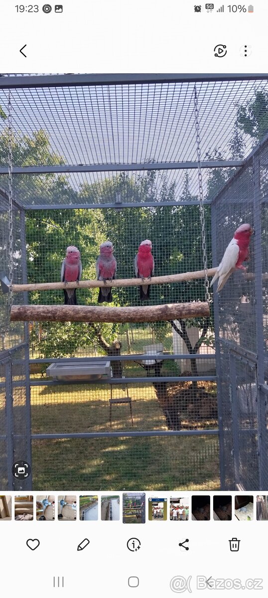 Kakadu ružový litino