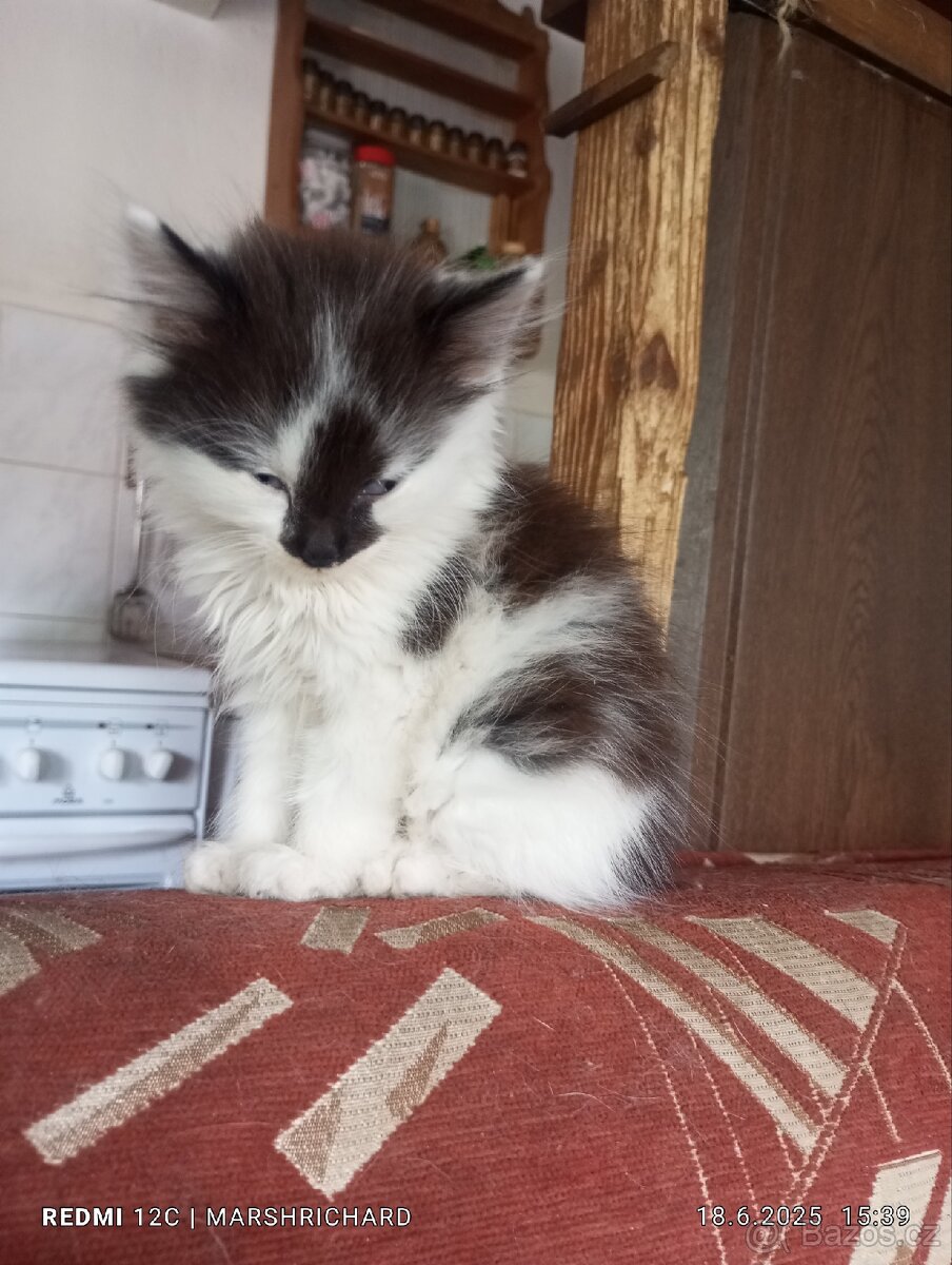 Daruji 3 koťátka narozená na Velikonoce