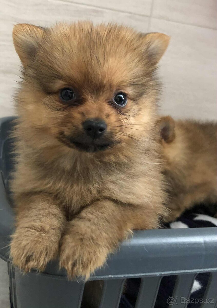 Pomeranian špic