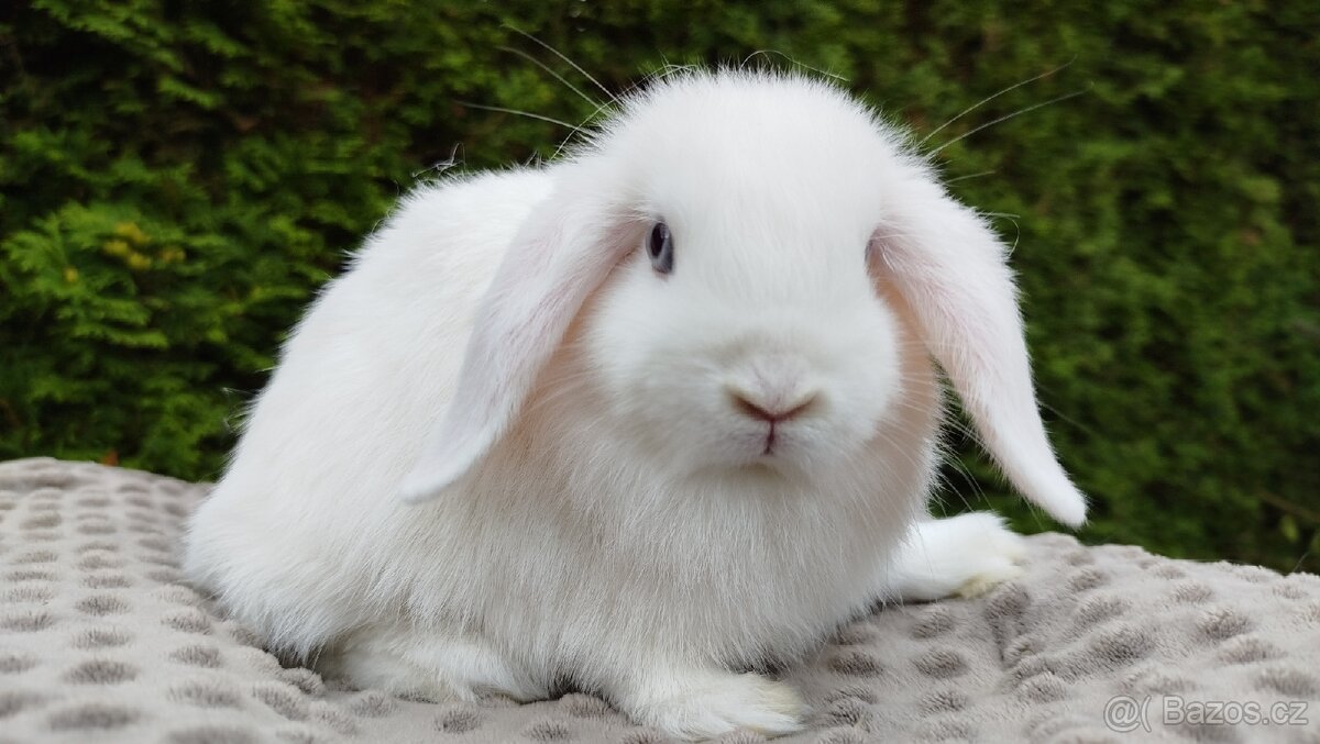 Zakrslý beránek, králíček, králík - HOLLY