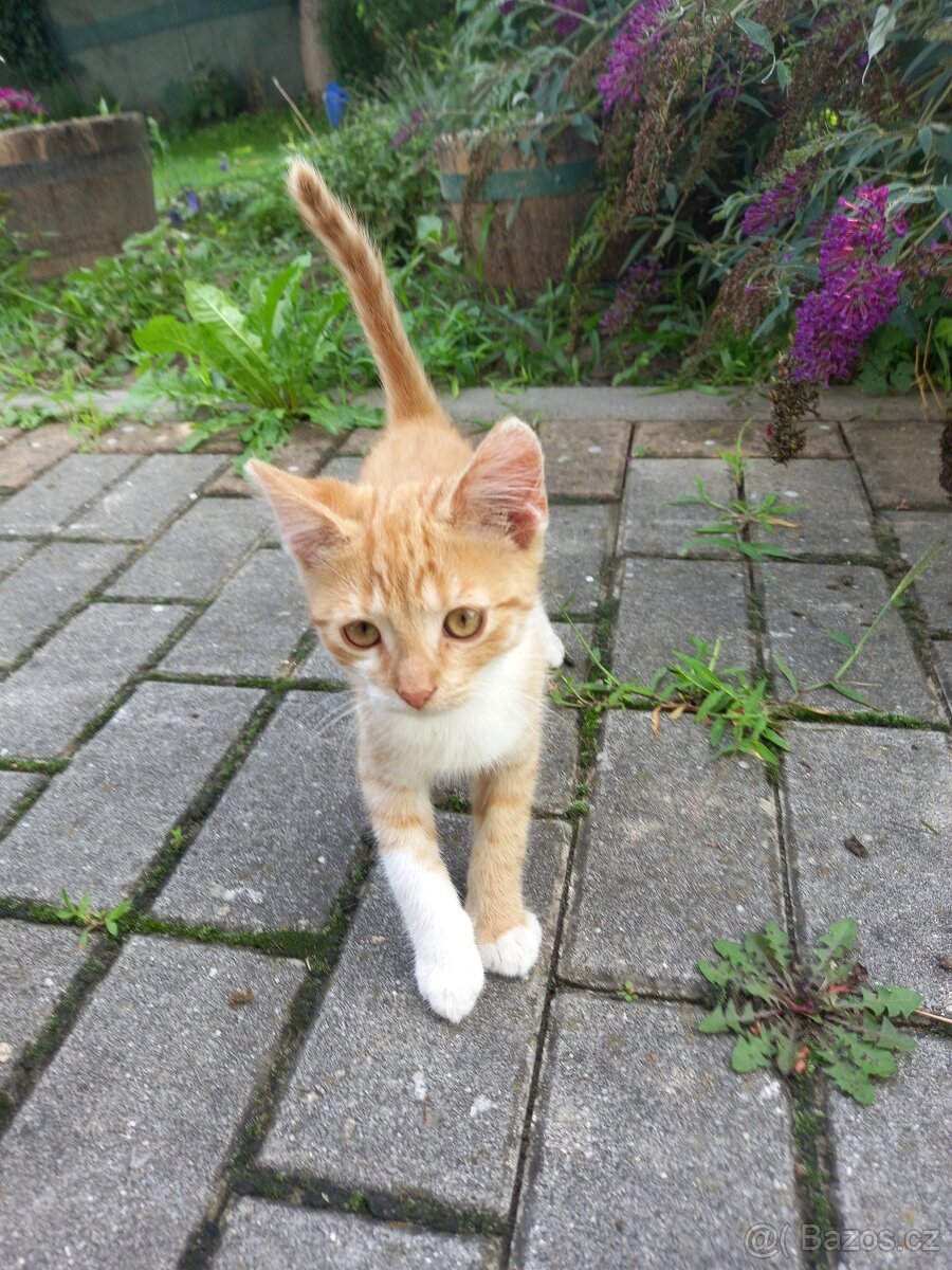 Kotata
