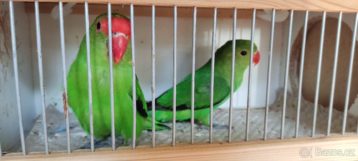 Agapornis etiopský