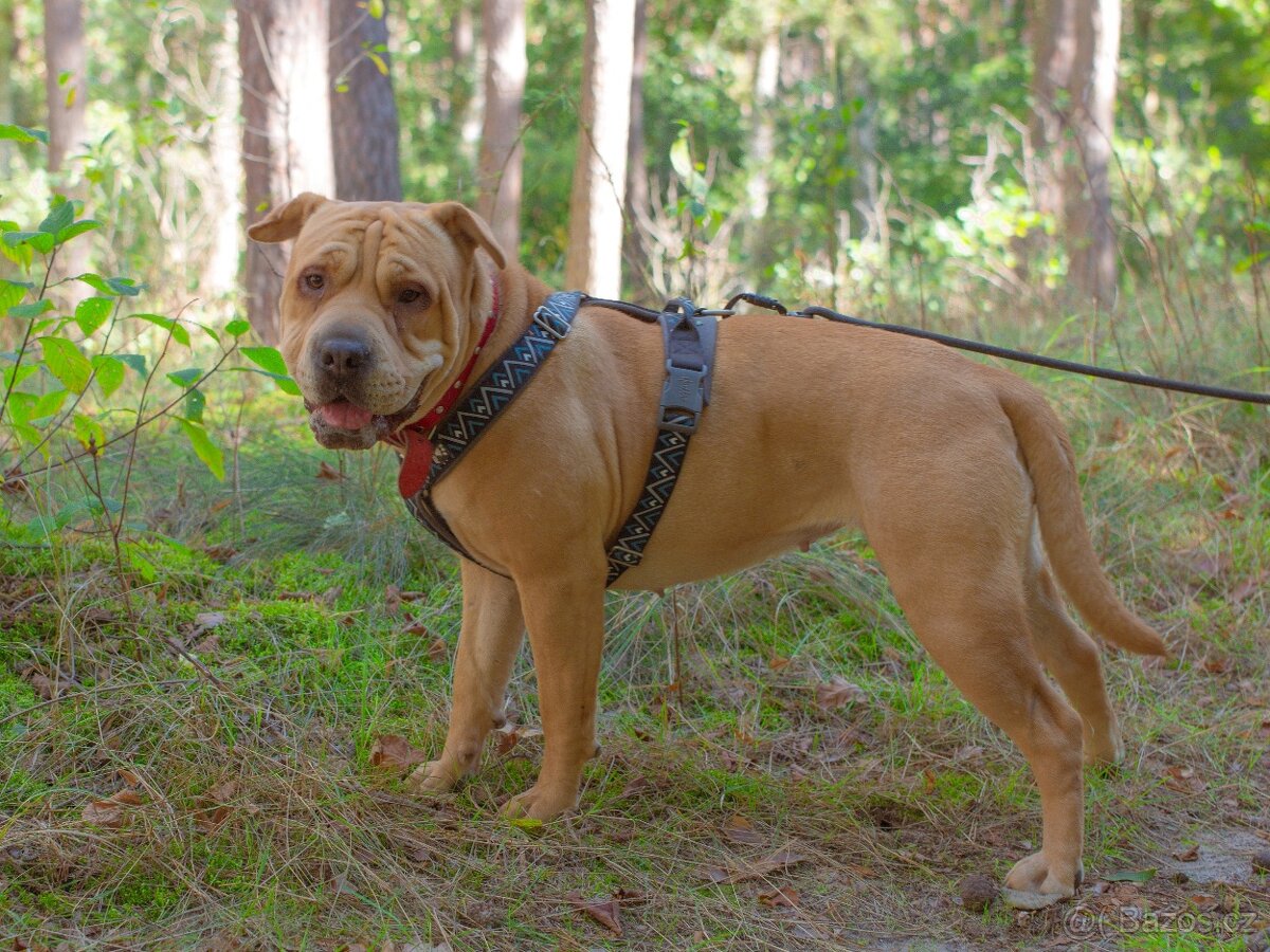 VANILKA K ADOPCI - vděčná, umazlená, CHCE DOMŮ:(