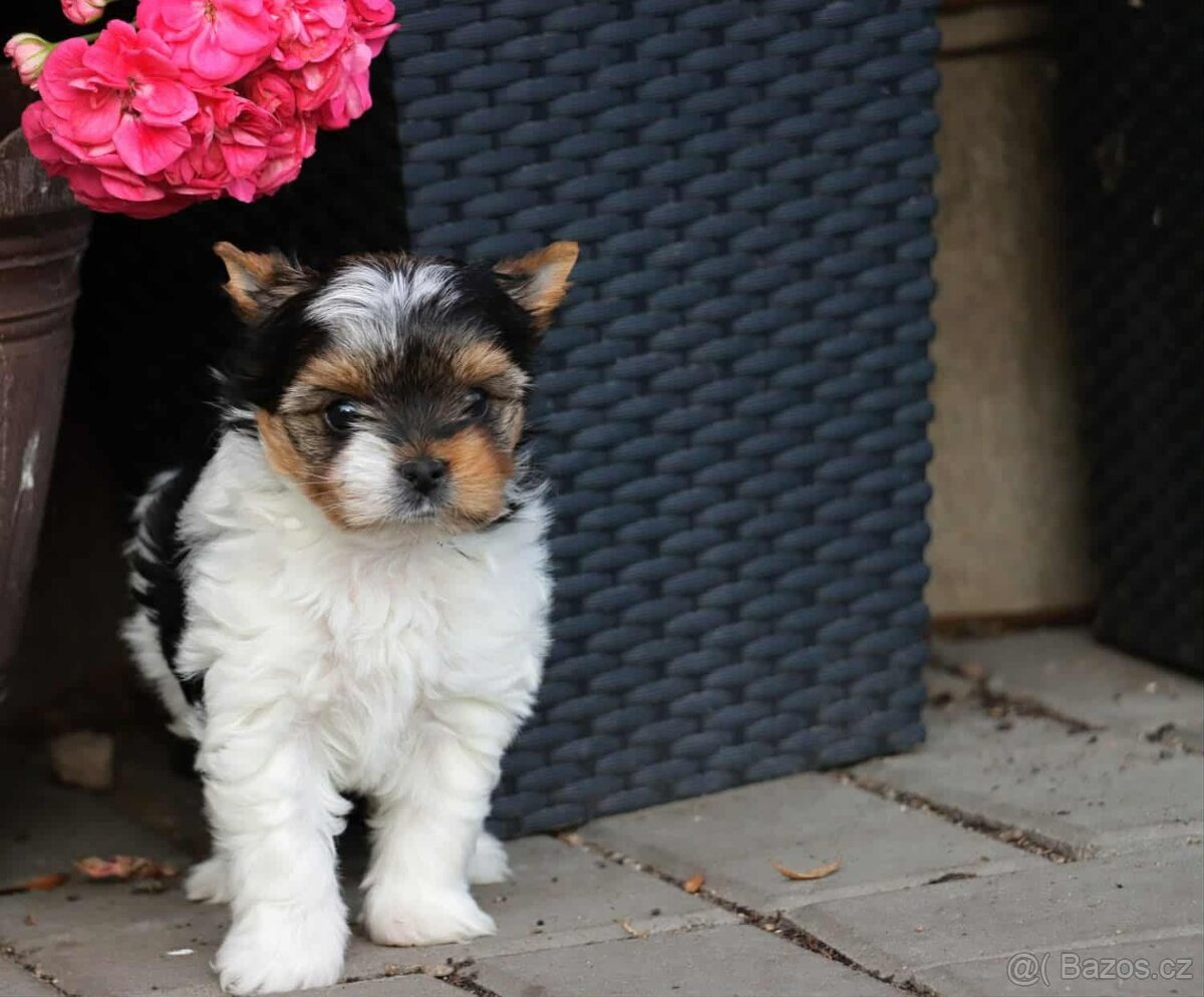 Biewer terriér- jorkšírský - fenka