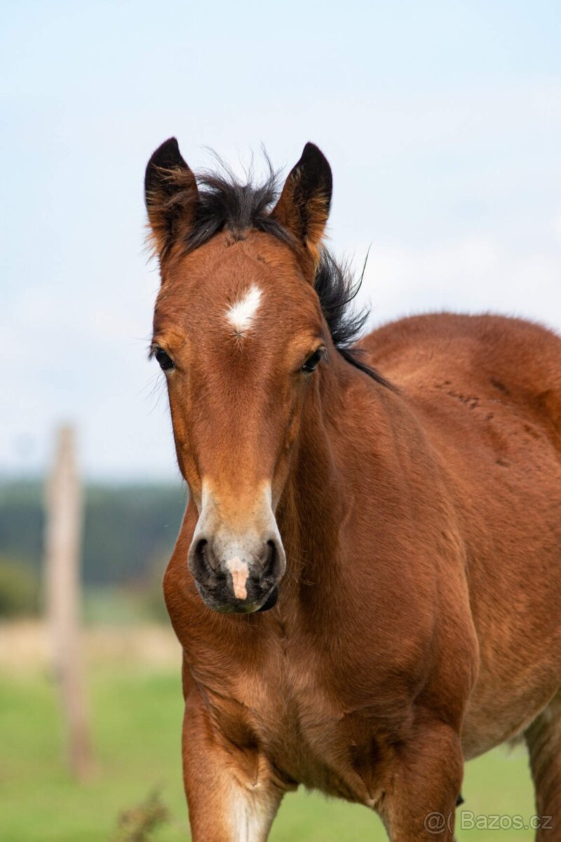 Hřebeček Welsh Cob s PP