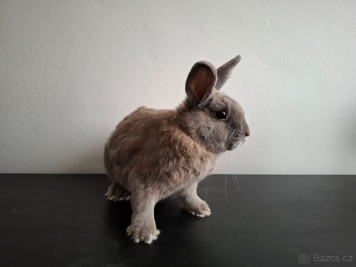 Zakrslý králík