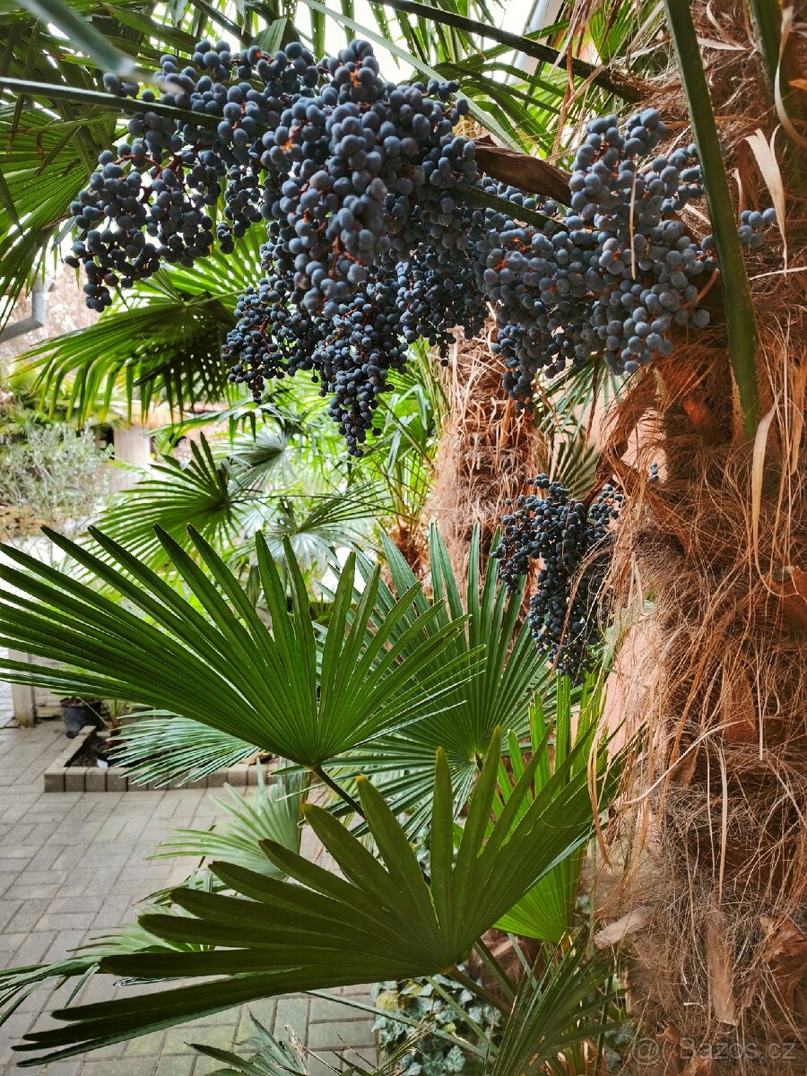 Trachycarpus Fortunej -palma