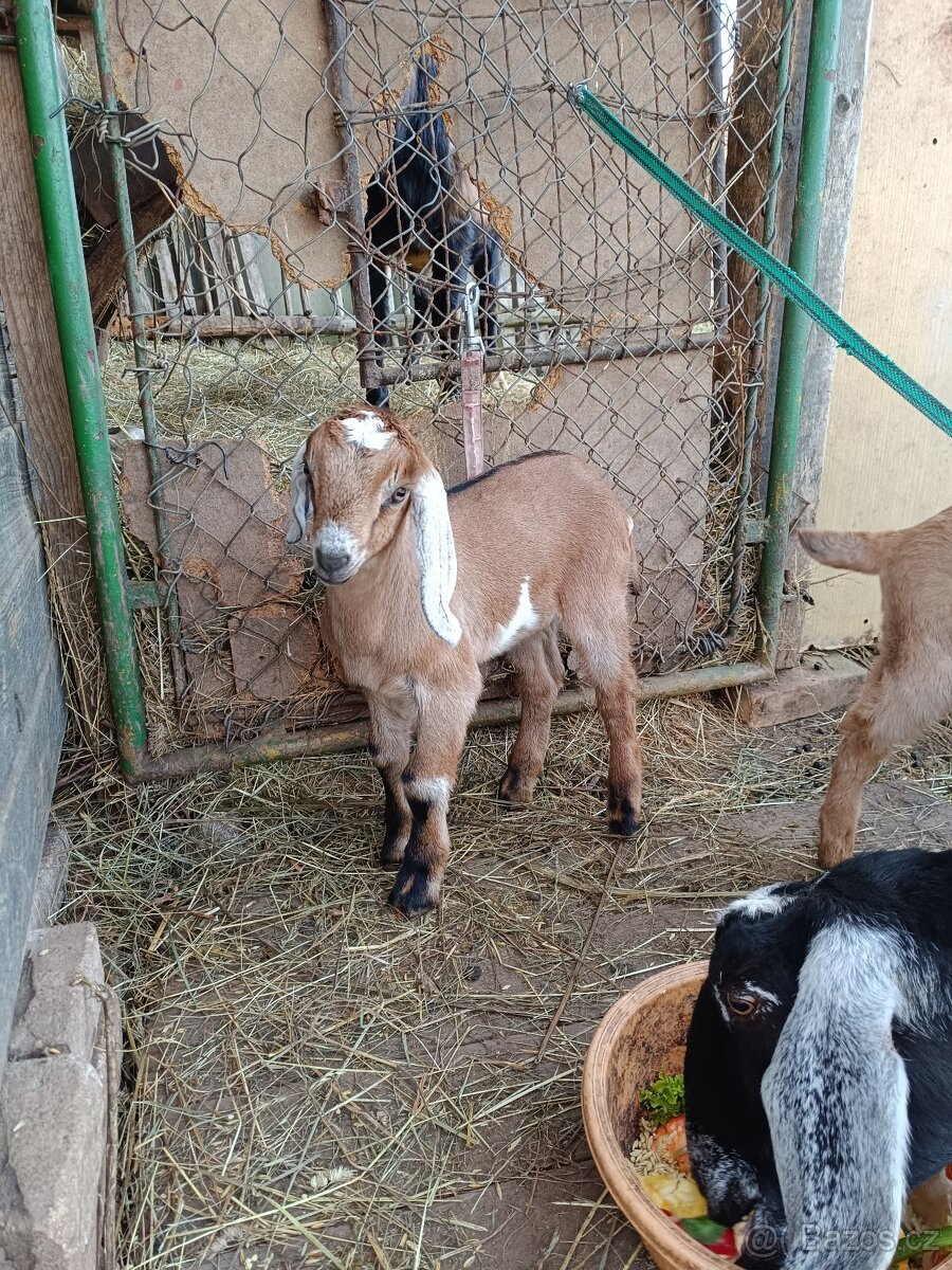AN kozlík a kozička