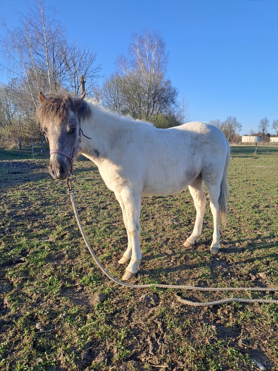 Hřebeček Welsh Part - Bred
