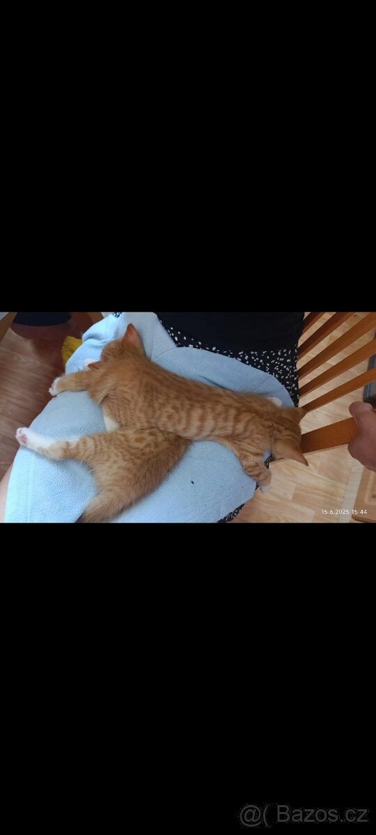 Koťata