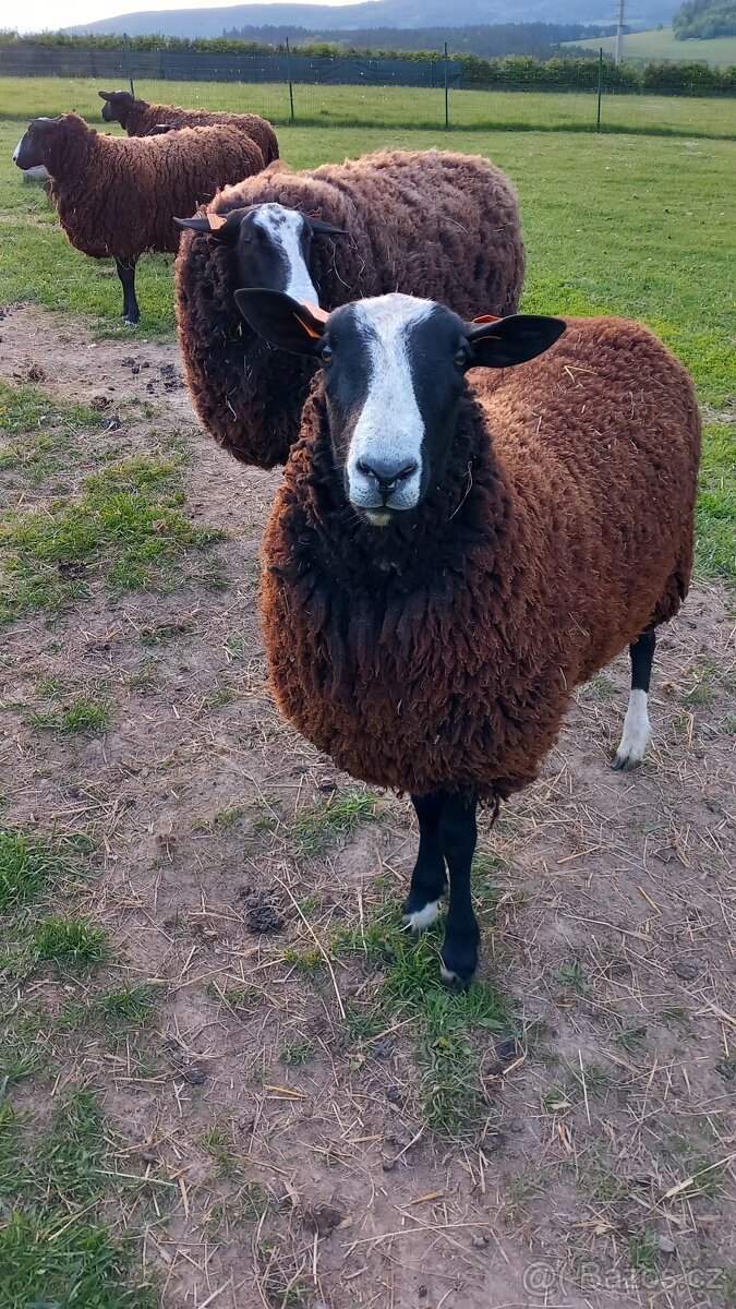 Berani zwartbles