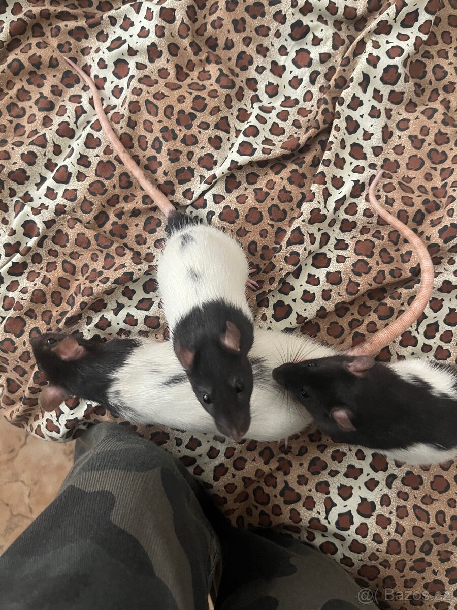 Zdarma – 3 přátelské samičky potkana (Brno)