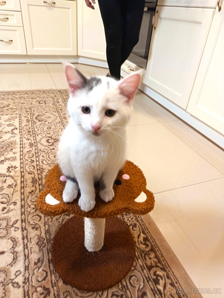 Daruji krásného kocourka.