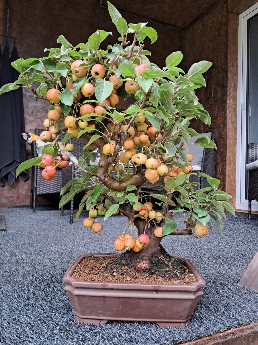 Bonsaj,bonsai Jabloň