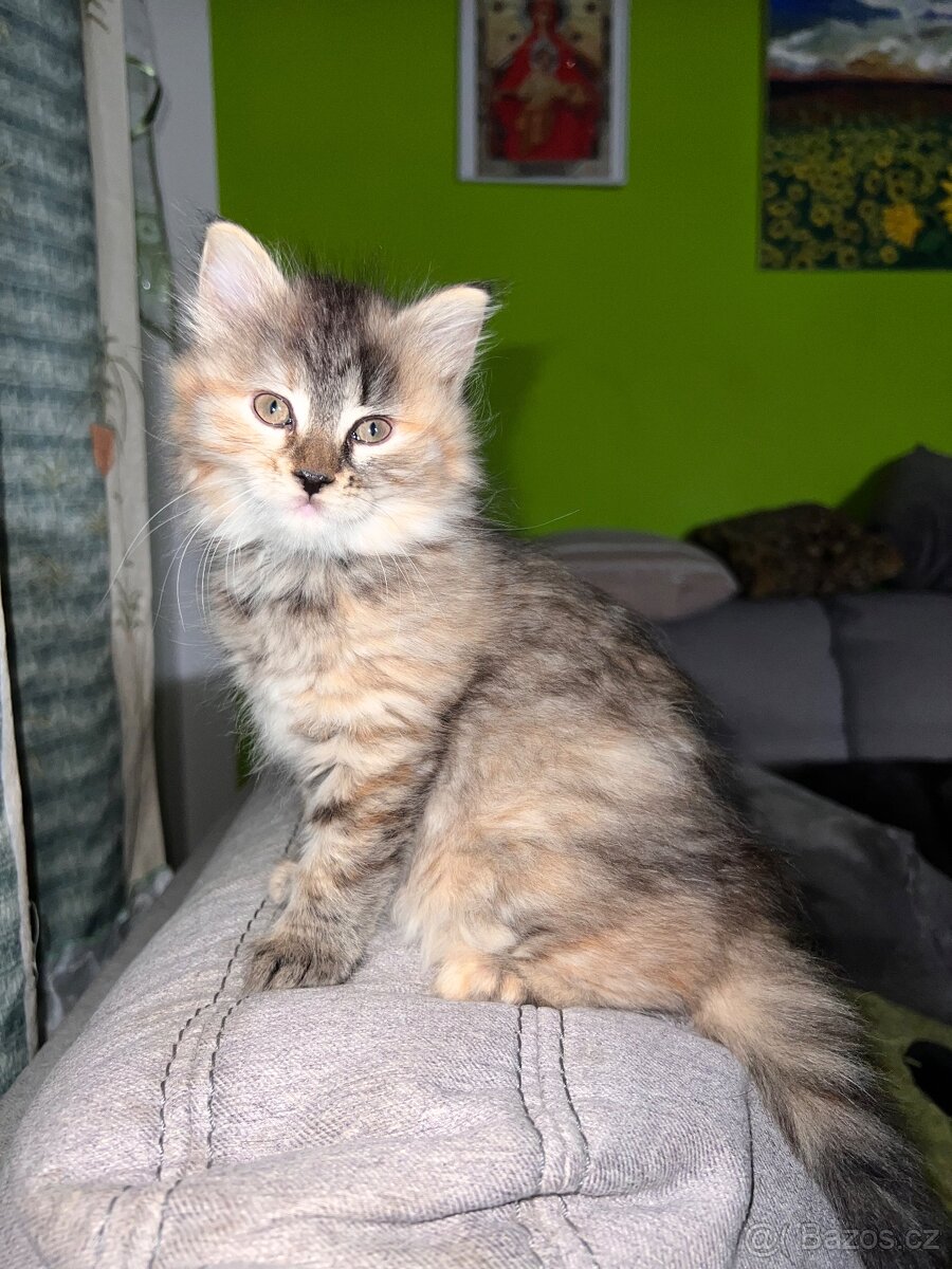 Daruji kotě do dobrých rukou