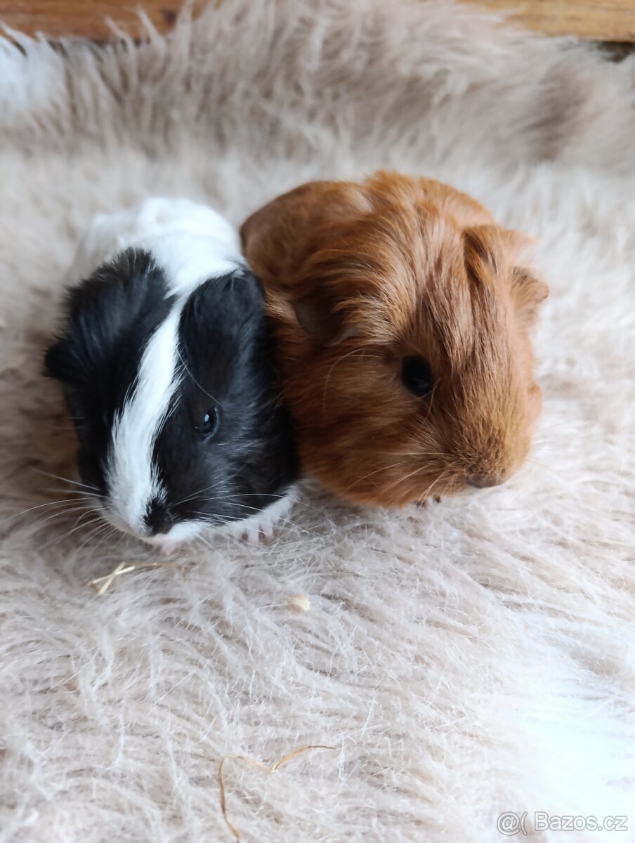 Morče / morčata / morčátko sameček