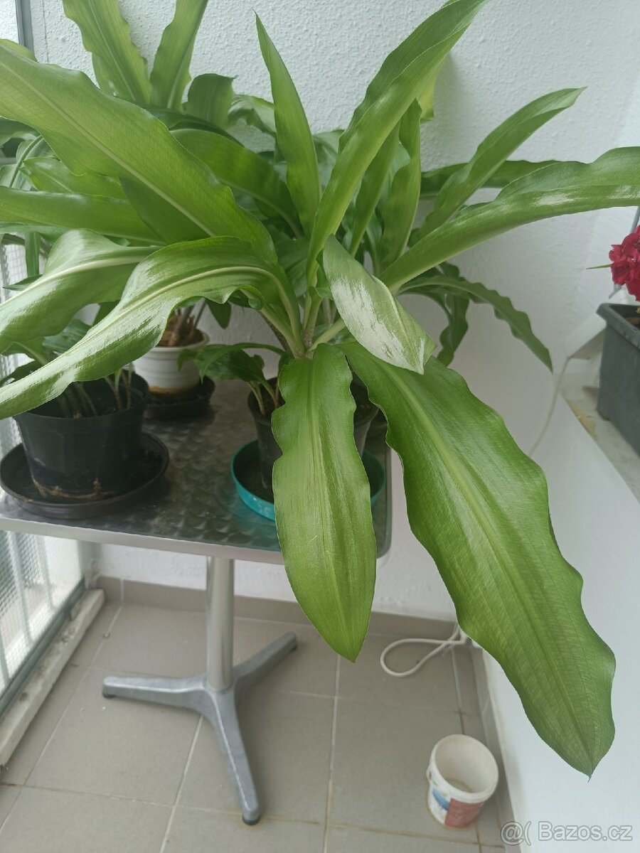 Pokojová květina Krvokvět natálský