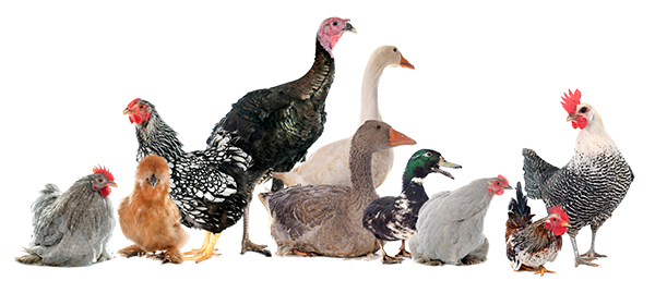 kohouti ,kačeny ,vynesené slepice .....