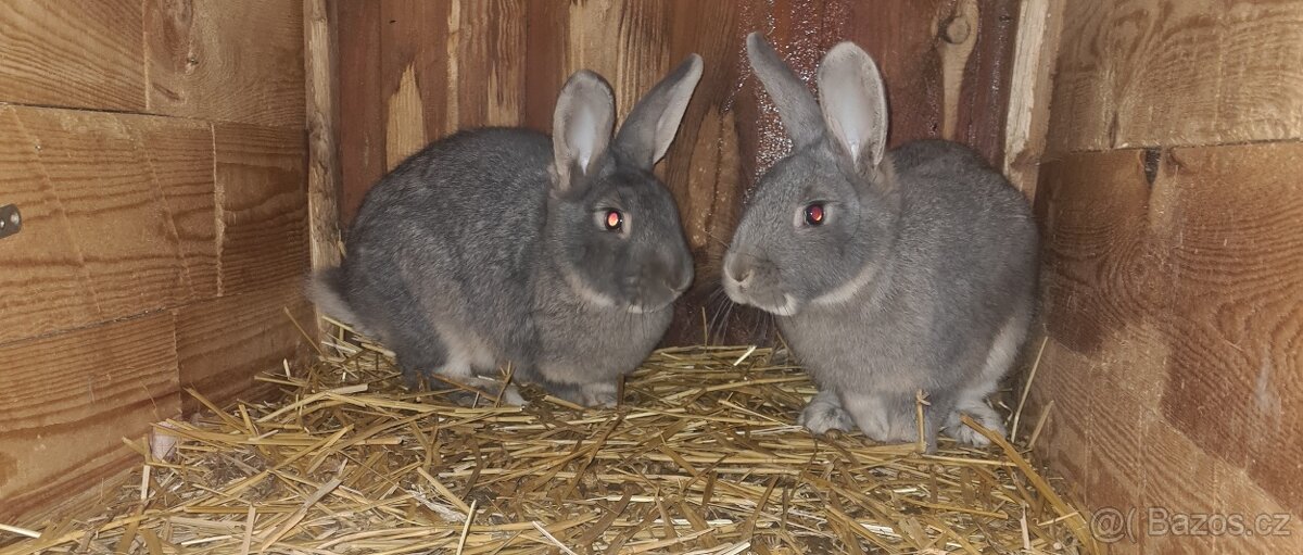 Samice králíků na chov