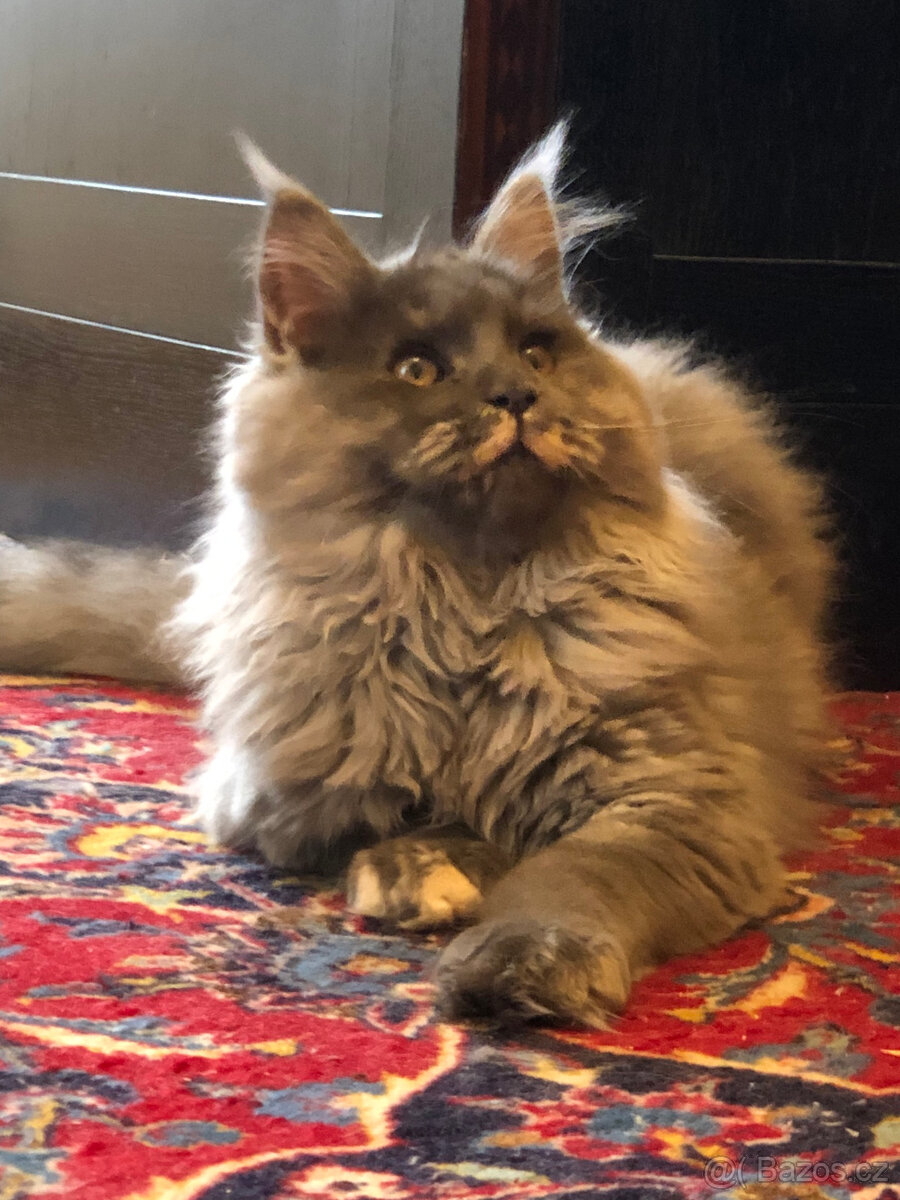 Mainská mývalí s PP