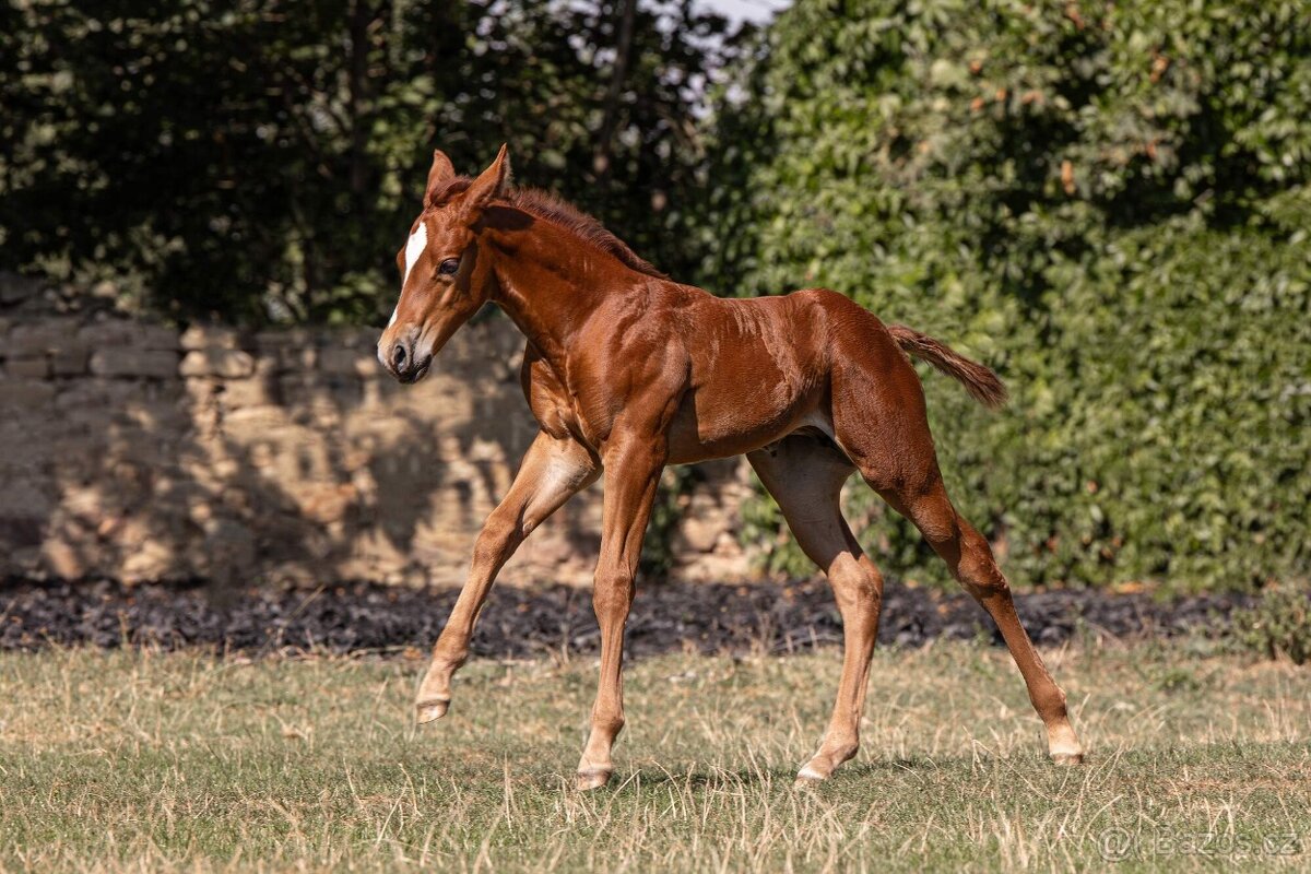 Paint horse klisna