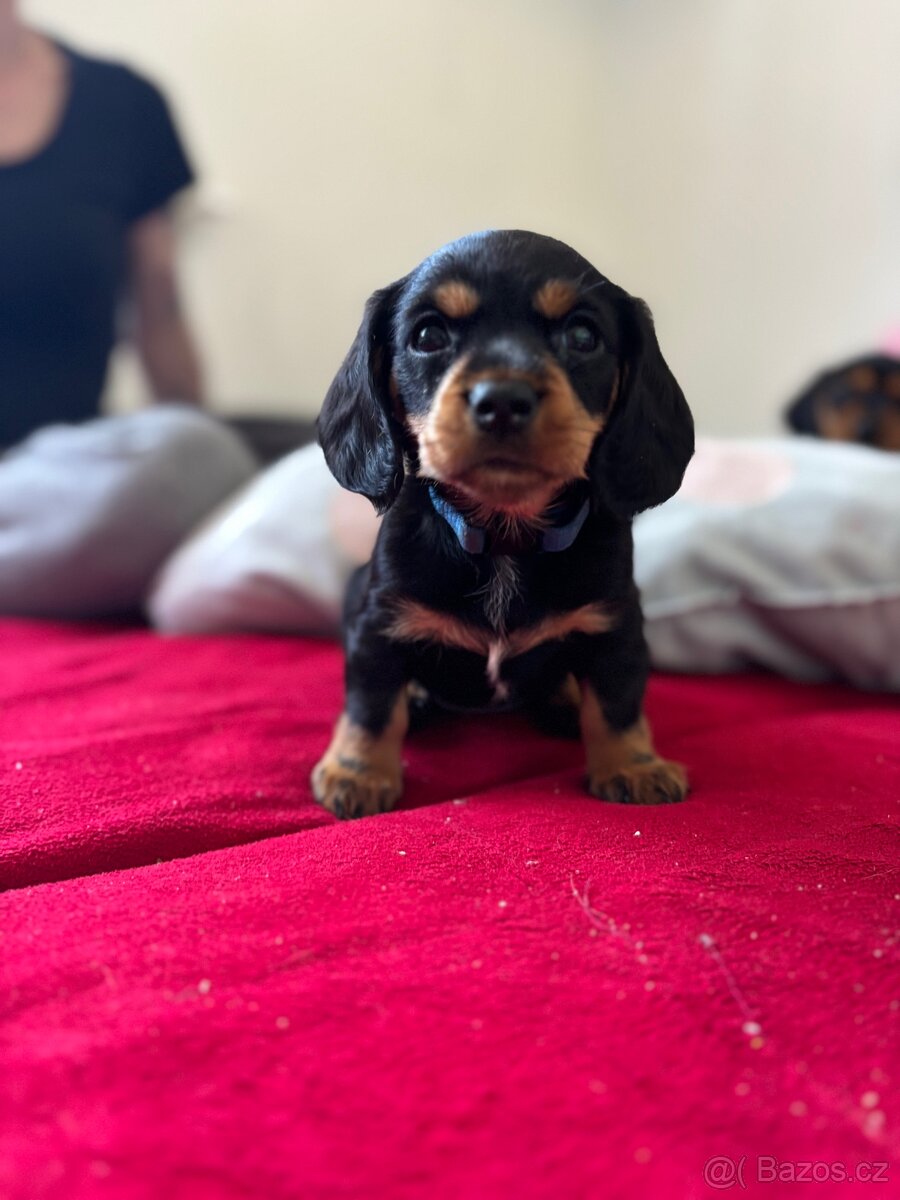 Dorkie