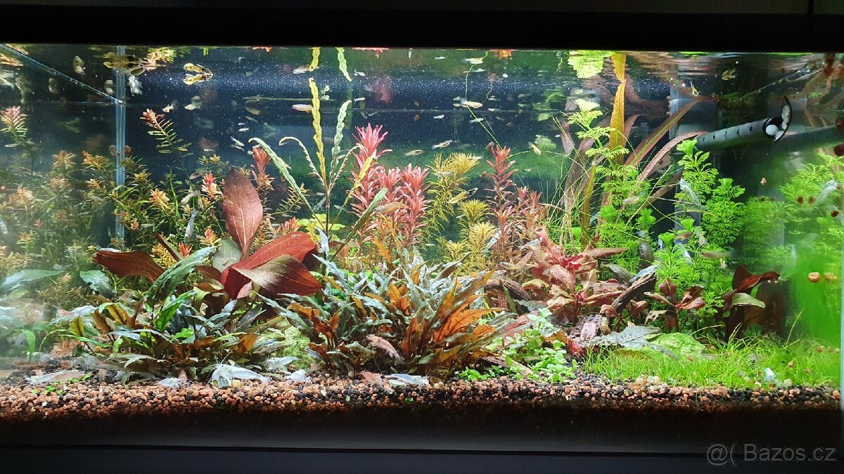 Set akvarijnich rostlinek pro 60l akvarium