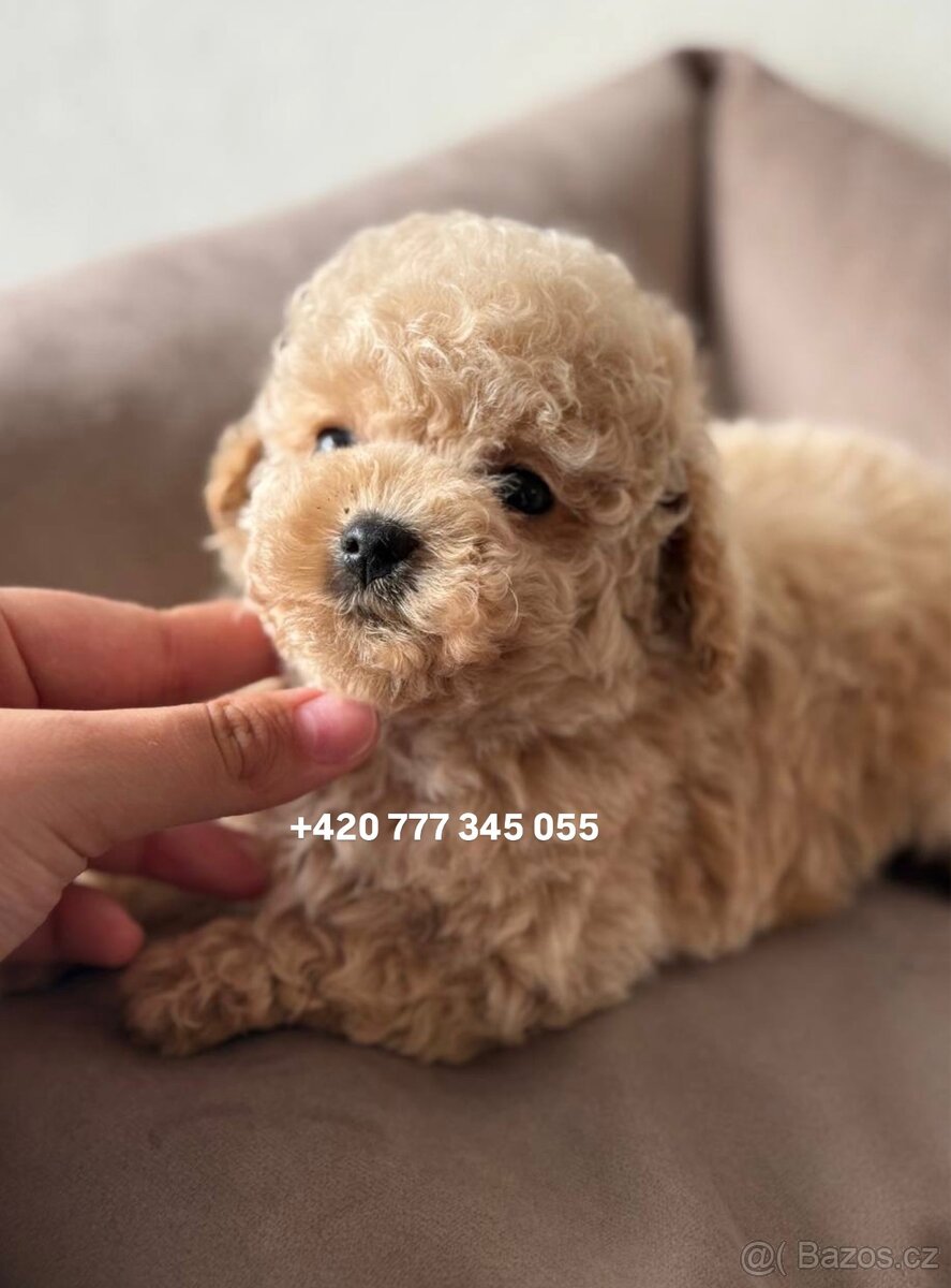 Maltipoo, fenka Murka 1000€‼️