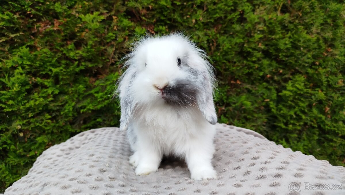 Zakrslý beránek, králíček, králík - MINDY