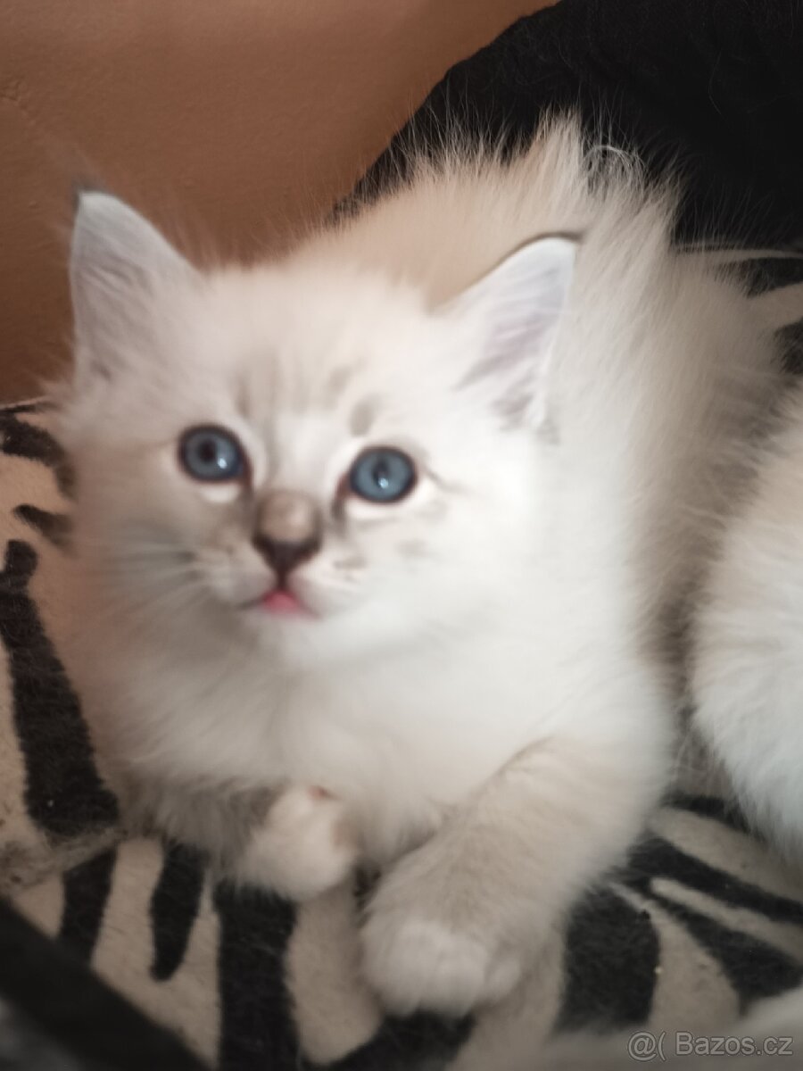 Ragdoll bez PP