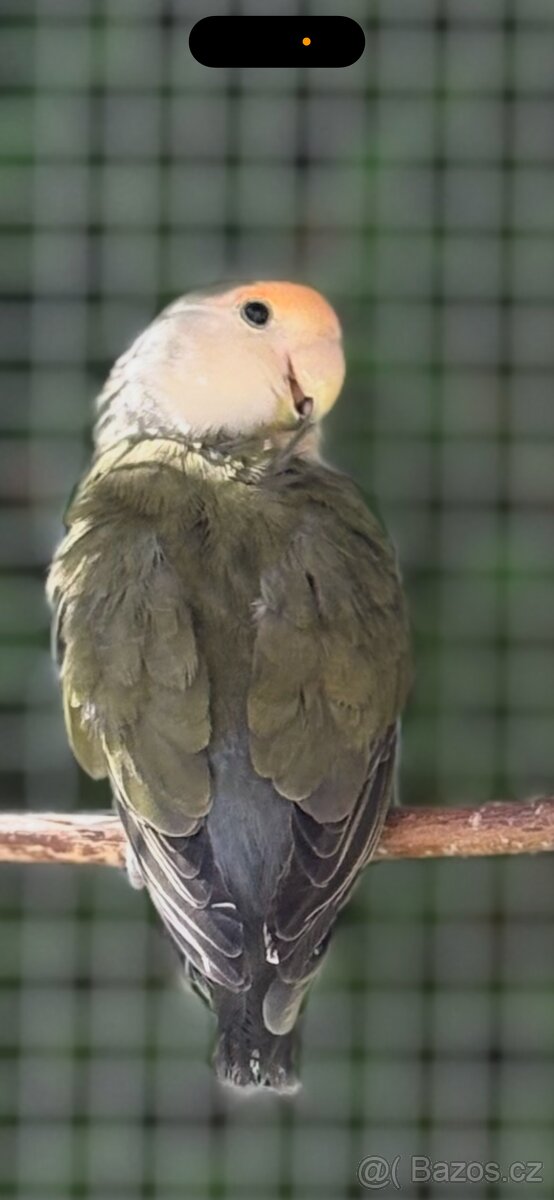 Agapornis růžohrdlý