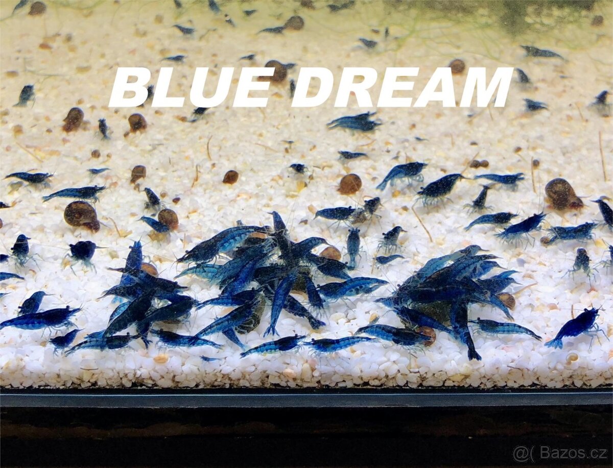 Krevetky Neocaridina, Endlerky