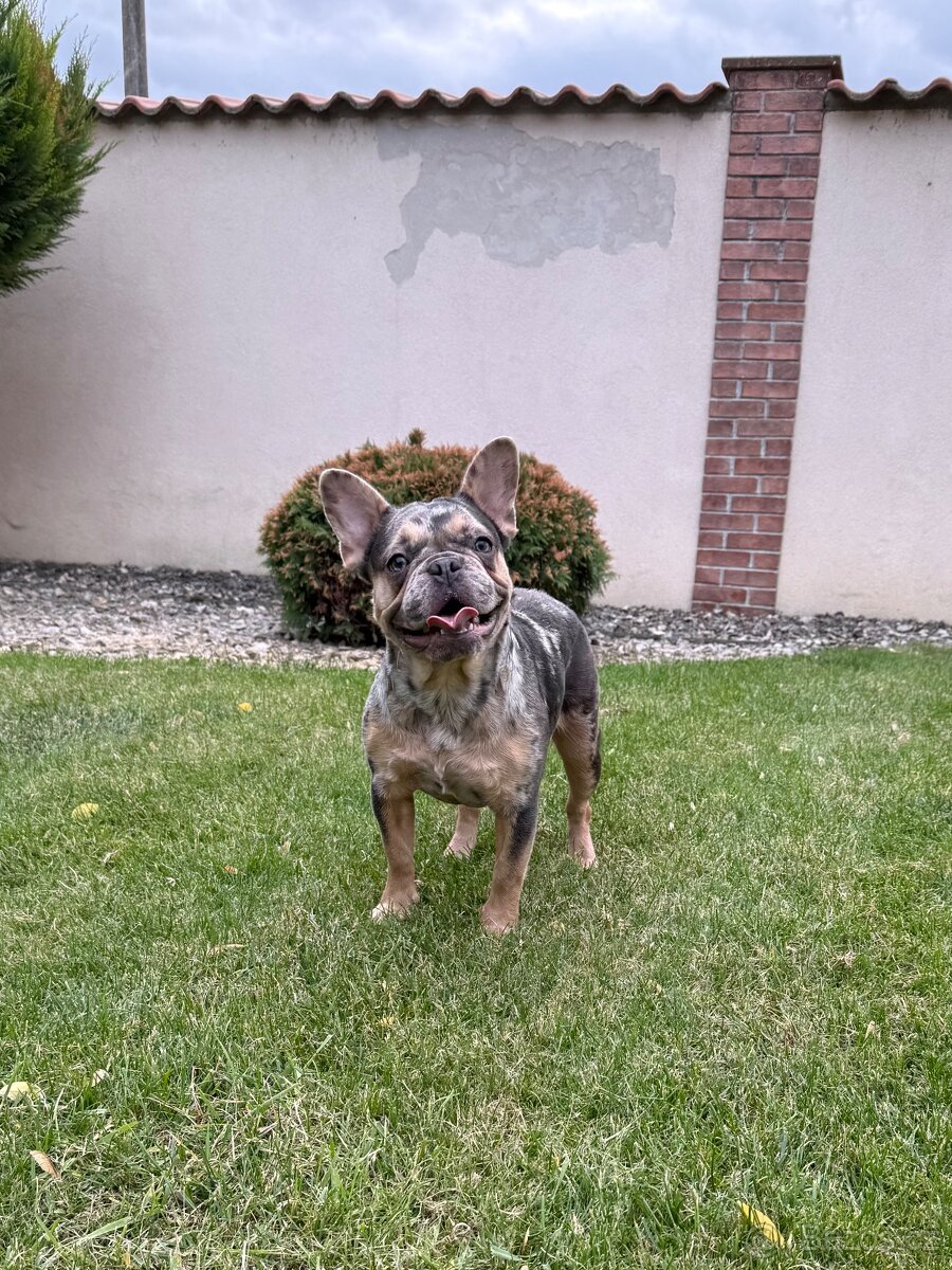 Francouzsky buldoček blue tan merle fenka