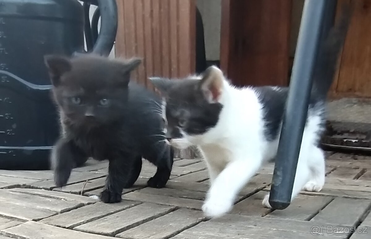 Daruji do dobrých rukou koťátko