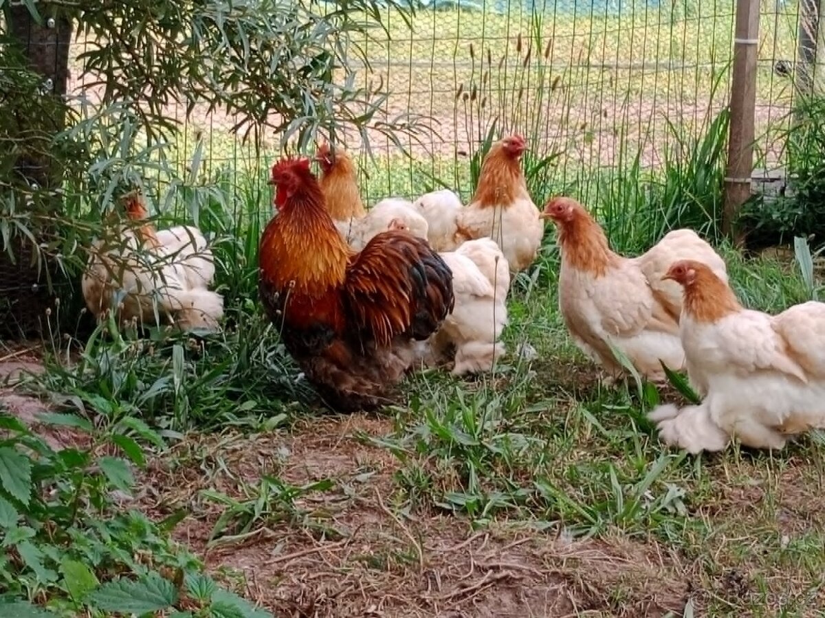 Kočinka zdrobnělá pšeničná