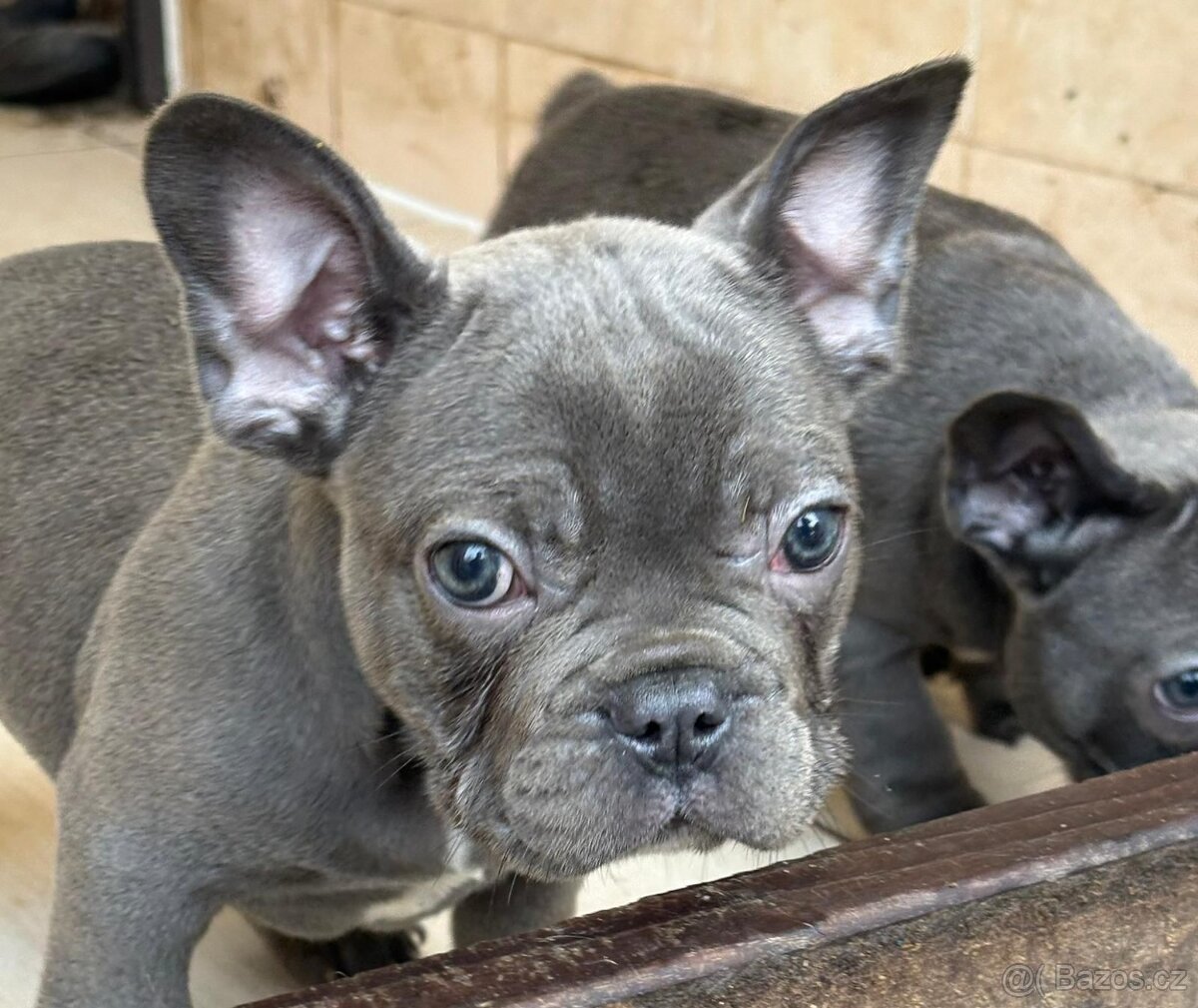 Francouzský buldoček - štěňátka
