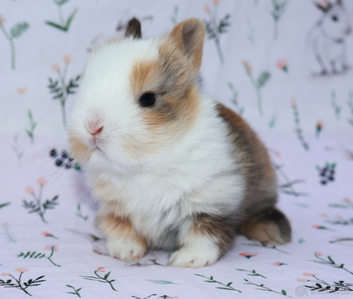 Zakrslý králíček sameček krátkouchý LOT .