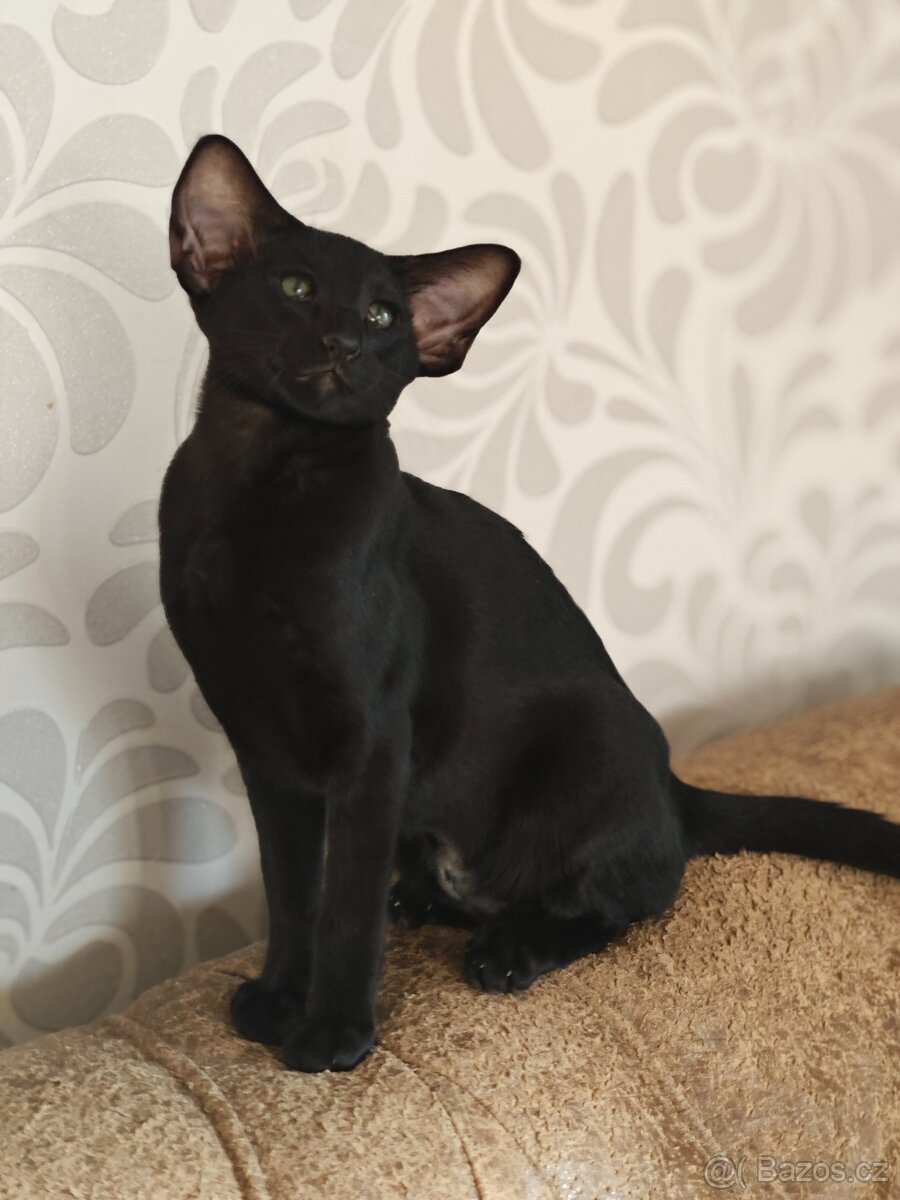 orientální kočka