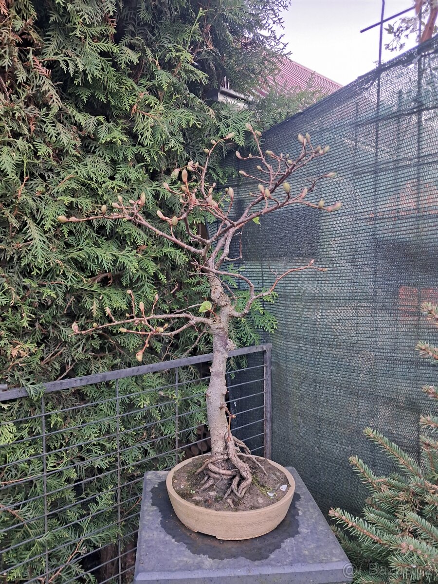 Bonsai Lípa