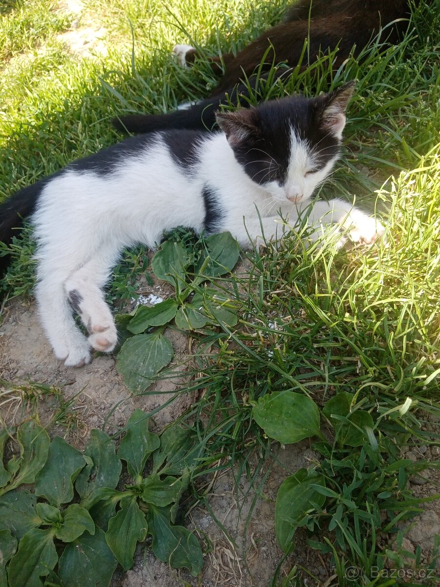 Koťata