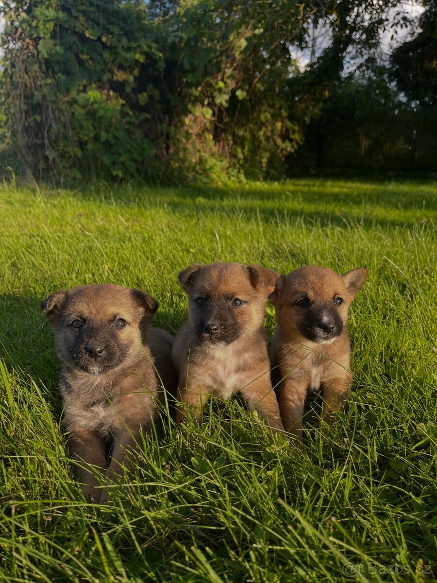 Štěňátka Akita inu X jezevčík